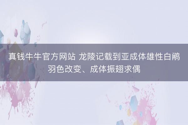 真钱牛牛官方网站 龙陵记载到亚成体雄性白鹇羽色改变、成体振翅求偶